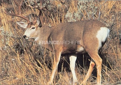 True Life #109 Blason Cerf 3 True Life #109 Blason Cerf