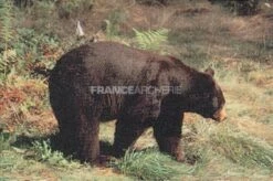 True Life #104 Blason Ours