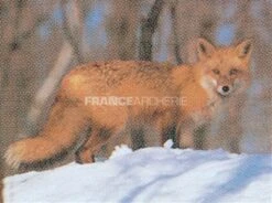 True Life #107 Blason Renard