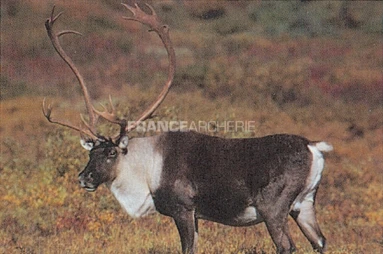 True Life #495 Blason Caribou 3 True Life #495 Blason Caribou