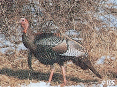 True Life #105 Blason Dindon Sauvage 3 True Life #105 Blason Dindon Sauvage