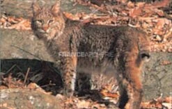 True Life #116 Blason Lynx