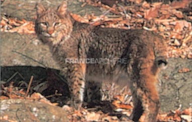 True Life #116 Blason Lynx 3 True Life #116 Blason Lynx