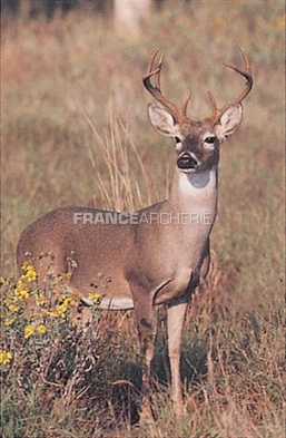 True Life #403 Blason Cerf 3 True Life #403 Blason Cerf