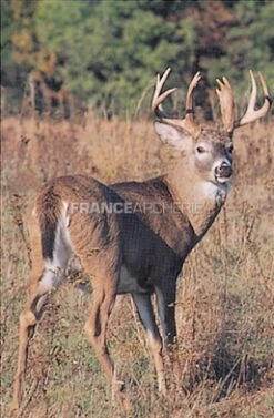 True Life #404 Blason Cerf