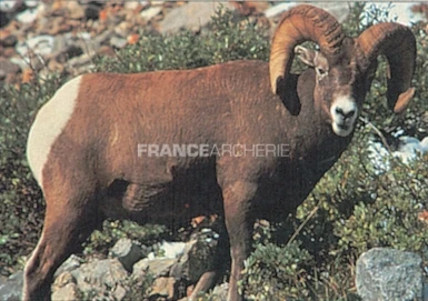 True Life #112 Blason Bighorn 3 True Life #112 Blason Bighorn