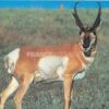 True Life #114 Blason Pronghorn Antilope -Arc Flèche Équipement Magasin A536813
